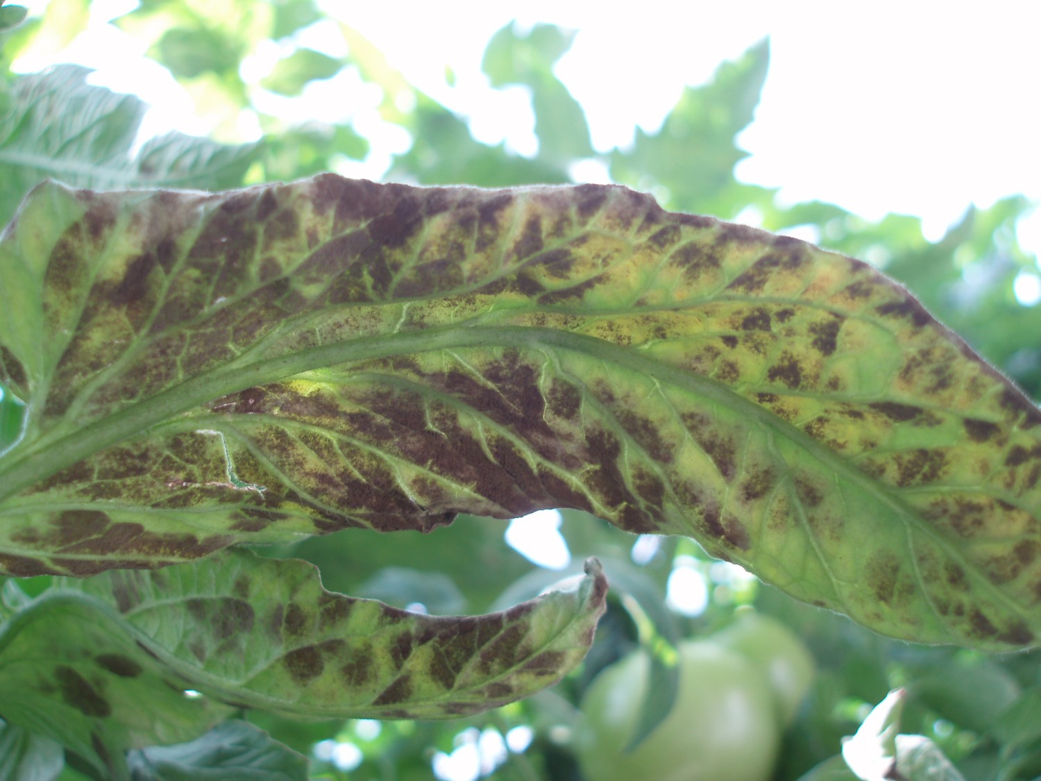 Severe tomato leaf mould infection with fungal lesions and leaf wilting. Copyright Dave Kaye, RSK ADAS.